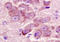 Glutamate Metabotropic Receptor 2 antibody, 251530, Abbiotec, Immunohistochemistry paraffin image 