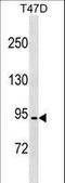 Coiled-Coil Domain Containing 66 antibody, LS-C159289, Lifespan Biosciences, Western Blot image 