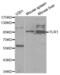 Toll Like Receptor 1 antibody, abx000950, Abbexa, Western Blot image 