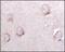 Sortilin Related Receptor 1 antibody, 32-217, ProSci, Western Blot image 