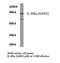 Interleukin 4 Receptor antibody, LS-C177331, Lifespan Biosciences, Western Blot image 