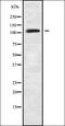 Zinc Finger Protein 280D antibody, orb338747, Biorbyt, Western Blot image 
