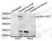 SRC Proto-Oncogene, Non-Receptor Tyrosine Kinase antibody, AP0470, ABclonal Technology, Western Blot image 