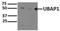 Ubiquitin Associated Protein 1 antibody, NBP1-80651, Novus Biologicals, Western Blot image 