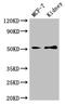 GDNF Family Receptor Alpha 1 antibody, CSB-PA009379LA01HU, Cusabio, Western Blot image 