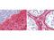 Collagen Type III Alpha 1 Chain antibody, NBP2-46878, Novus Biologicals, Immunohistochemistry frozen image 