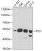 ETS Proto-Oncogene 1, Transcription Factor antibody, 14-902, ProSci, Western Blot image 