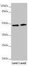 E3 ubiquitin-protein ligase RNF135 antibody, LS-C682138, Lifespan Biosciences, Western Blot image 