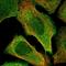 TRNA Methyltransferase 13 Homolog antibody, NBP1-84643, Novus Biologicals, Immunocytochemistry image 