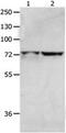 Minichromosome Maintenance Complex Binding Protein antibody, PA5-49723, Invitrogen Antibodies, Western Blot image 