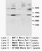 BCL1 antibody, AP23242PU-N, Origene, Western Blot image 