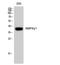 Protein Kinase AMP-Activated Non-Catalytic Subunit Gamma 1 antibody, STJ91585, St John