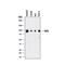 GIT ArfGAP 1 antibody, MAB8508, R&D Systems, Western Blot image 