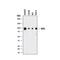 GIT ArfGAP 1 antibody, MAB8508, R&D Systems, Western Blot image 