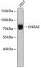 Cyclic Nucleotide Gated Channel Alpha 2 antibody, 18-771, ProSci, Western Blot image 