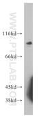 Spire Type Actin Nucleation Factor 2 antibody, 17757-1-AP, Proteintech Group, Western Blot image 