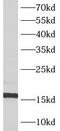 ATP Synthase F1 Subunit Delta antibody, FNab00706, FineTest, Western Blot image 