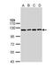 Insulin Degrading Enzyme antibody, PA5-29350, Invitrogen Antibodies, Western Blot image 