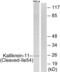 Kallikrein Related Peptidase 11 antibody, abx015597, Abbexa, Western Blot image 