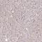 Glycerol-3-Phosphate Dehydrogenase 2 antibody, HPA045506, Atlas Antibodies, Immunohistochemistry paraffin image 