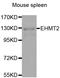 Euchromatic Histone Lysine Methyltransferase 2 antibody, orb49150, Biorbyt, Western Blot image 