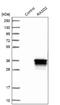 RASD Family Member 2 antibody, NBP1-82775, Novus Biologicals, Western Blot image 