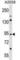 Tripartite Motif Containing 42 antibody, abx029187, Abbexa, Western Blot image 