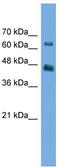 Acylglycerol Kinase antibody, TA344897, Origene, Western Blot image 