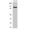 GluA1 antibody, LS-B14637, Lifespan Biosciences, Western Blot image 