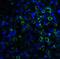 Lymphocyte Antigen 96 antibody, NBP1-75513, Novus Biologicals, Immunocytochemistry image 