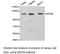 DExD/H-Box Helicase 58 antibody, LS-C192988, Lifespan Biosciences, Western Blot image 