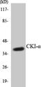 Casein Kinase 1 Alpha 1 antibody, LS-C286282, Lifespan Biosciences, Western Blot image 