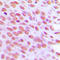 Negative Regulator Of Ubiquitin Like Proteins 1 antibody, LS-C353452, Lifespan Biosciences, Immunohistochemistry paraffin image 