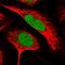 Replication Factor C Subunit 2 antibody, HPA029493, Atlas Antibodies, Immunofluorescence image 