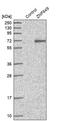 Zinc Finger Protein 649 antibody, PA5-55340, Invitrogen Antibodies, Western Blot image 