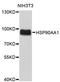 Hsp86 antibody, abx125024, Abbexa, Western Blot image 