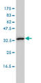 Calcium-binding protein 39-like antibody, LS-B4538, Lifespan Biosciences, Western Blot image 