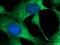 Protein Kinase C Zeta antibody, 26899-1-AP, Proteintech Group, Immunofluorescence image 