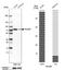 TRIO And F-Actin Binding Protein antibody, NBP1-90589, Novus Biologicals, Western Blot image 