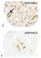 Serpin Family B Member 13 antibody, NBP2-01312, Novus Biologicals, Immunohistochemistry frozen image 