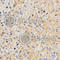 Amyloid Beta Precursor Like Protein 2 antibody, A5455, ABclonal Technology, Immunohistochemistry paraffin image 