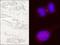 Kinesin Family Member 14 antibody, A300-912A, Bethyl Labs, Immunohistochemistry paraffin image 