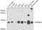 Mitochondrial import inner membrane translocase subunit Tim8 A antibody, GTX64883, GeneTex, Western Blot image 