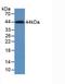 Keratin 5 antibody, LS-C663595, Lifespan Biosciences, Western Blot image 