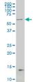 Nuclear receptor coactivator 4 antibody, H00008031-M03, Novus Biologicals, Western Blot image 