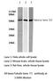 Tubulin Beta 3 Class III antibody, LS-C175833, Lifespan Biosciences, Western Blot image 