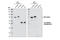 Tubulin antibody, 2148S, Cell Signaling Technology, Western Blot image 