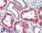 Nramp2 antibody, LS-A9281, Lifespan Biosciences, Immunohistochemistry frozen image 