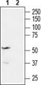 Endothelin Receptor Type A antibody, PA5-77392, Invitrogen Antibodies, Western Blot image 