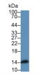 Angiogenin antibody, MBS2026728, MyBioSource, Western Blot image 